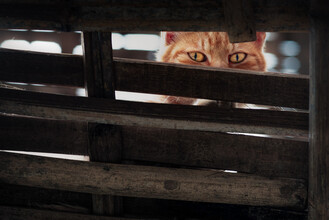 AJ Schokora, Eye Spy