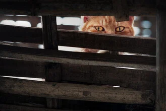 Photo art by AJ Schokora: curious cat with striking eyes on the street
