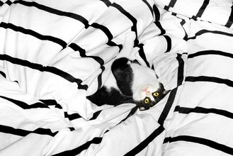 Photo art by AJ Schokora: cute cat with striped fur lounging in bed.