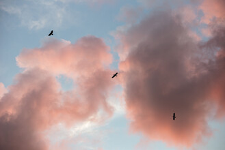 AJ Schokora, Sunset Trinity