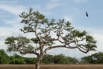 Photo art: A tree dreams under a vast, cloudy sky in Myanmar.
