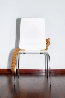 Chair Cat - Fineart photography by AJ Schokora