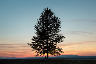 AJ Schokora, The First Tree in Poland