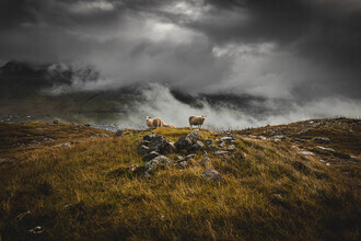 Eva Stadler, Sheep in foggy weather on the Faroe Islands (Faroe Islands, Europe)