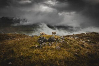 Sheep in fog on the Faroe Islands, creating a calm and peaceful mood.