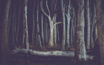 Photo art by Franz Sussbauer: mystical ghost woods with beech trees and dark trunks