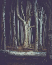 Photo art by Franz Sussbauer: mystical forest with dark tree trunks and columns.