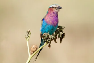 Photo art by Angelika Stern: Colorful lilac-breasted roller in its natural habitat