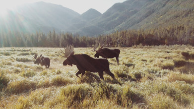 Kevin Russ, Rocky Mountain Moose - United States, North America)