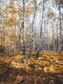 Photo art by Holger Nimtz: calm autumn forest featuring birches in soft light