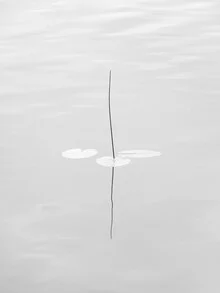 water lily - fotokunst von Holger Nimtz