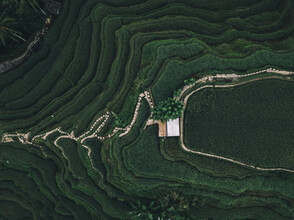 Leander Nardin, green rice terrace on bali