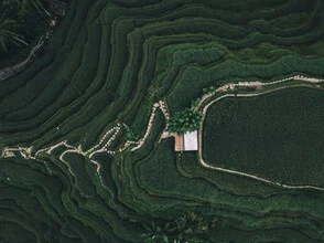 Photo by Leander Nardin: aerial view of green rice terraces in Bali