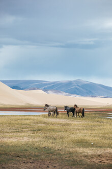 Leander Nardin, przewalksi horses in mongolia - Mongolia, Asia)