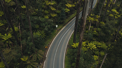 Leander Nardin, road in rainforest