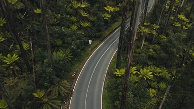 Beautiful road through the rainforest in Australia, surrounded by eucalyptus trees.