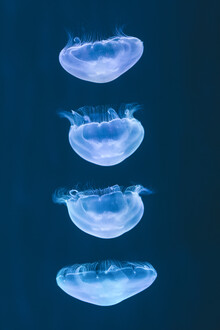 Leander Nardin, moving jelly fish (Turkey, Europe)