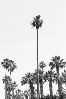 Bright photo art by Melanie Viola: palm trees at the beach under a clear sky