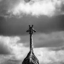 Photo art by Kay Es: A black and white giraffe calmly observing its surroundings.