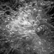 Hengki Koentjoro, Anemone - Indonesia, Asia)