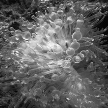 Photo art by Hengki Koentjoro: underwater shot of an anemone with corals