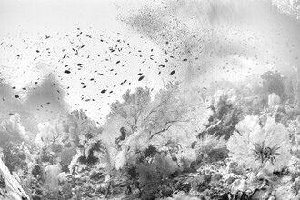 Hengki Koentjoro, Liquid Garden - Indonesien, Asien)
