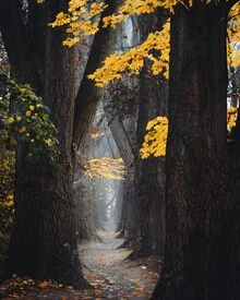 Wanderweg durch einen nebligen Herbstwald mit bunten Blättern und hohen Bäumen.