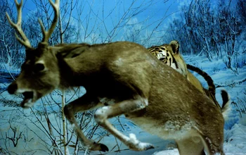 Photo art by Wolfgang Filser: wildlife in a natural setting
