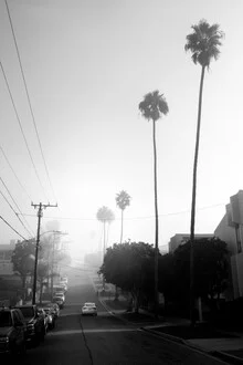 Photo art by Roman Becker: sunny palm alley in California