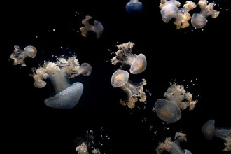 Fotokunst mit Quallen in sanften Farben und fließenden Linien im Wasser.
