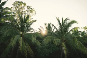 Photo art: Sunrise over Cham Island with palm trees in the foreground.
