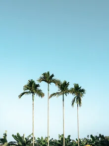 Photo art by Claas Liegmann: palm trees against a blue sky in Vietnam