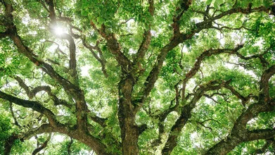 Photo art by Claas Liegmann: tree structure in the jungle of Ha Giang, Vietnam.