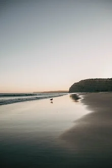 Beach scene at dusk with a seagull above the water