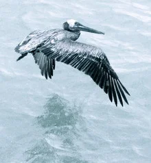 Bird in flight over the calm waves of the Bahamas