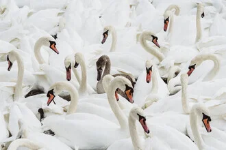 Junger Schwan in ruhigem Wasser, umgeben von sanften Wellen.