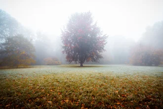 Photo art by Martin Wasilewski: tree in fog, autumn park landscape