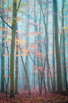 Forest in the Harz Mountains with autumn colors and soft fog