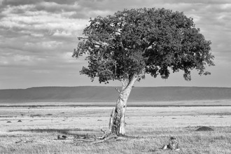 Angelika Stern, Ruhender Löwe - Kenya, Africa)
