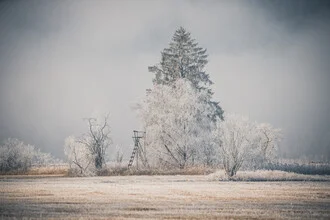 Raised hide surrounded by bushes and firs covered with hoarfrost in winter light