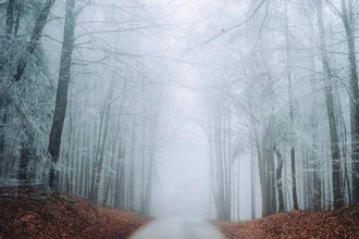 Forest scene with misty trees and fresh snow