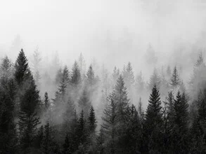 Black-and-white photo art featuring treetops in fog, serene forest atmosphere.