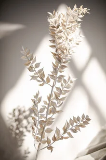 Photo of dried flowers in sunlight with a minimal style.