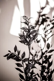 Photo art by Mareike Böhmer: delicate dried flower on a light background.