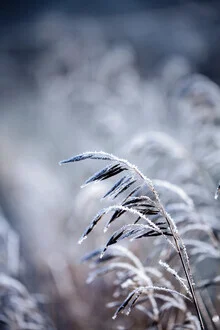Frosty Morning 5 - fotokunst von Mareike Böhmer
