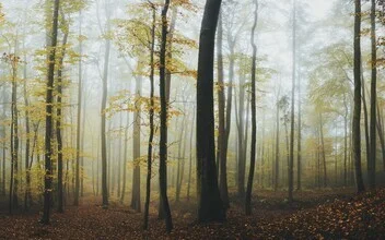 Moody photo of a misty autumn forest with colorful leaves.