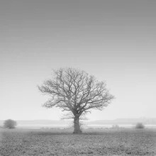 Photo art by Dennis Wehrmann: Tree of life surrounded by soft fog