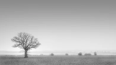 Photo art by Dennis Wehrmann: tree in fog, soft colors and calm atmosphere