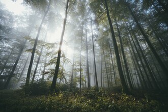 Patrick Monatsberger, Forest Therapy (Deutschland, Europa)