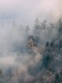 Frostige Bäume im Nebel, die eine ruhige Morgenstimmung erzeugen.
